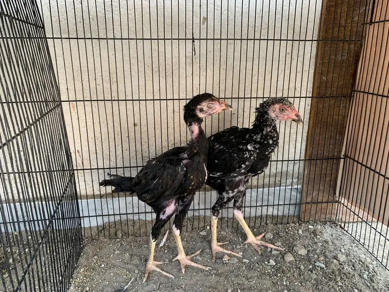 amroha aseel chicks — photo 12