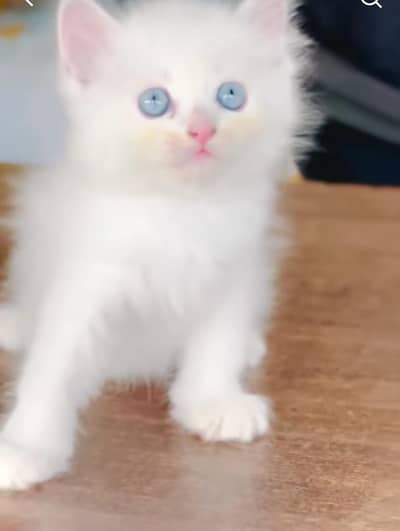 Persian kitten triple cot. for sale my WhatsApp:03440066156
