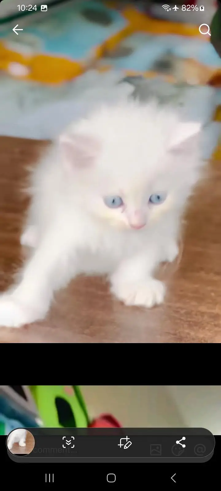 Persian kitten triple cot. for sale my WhatsApp:03440066156 — photo 2