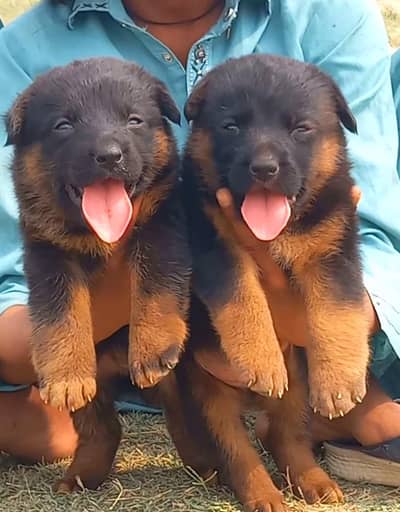 German Dabal coat Male female available for sale