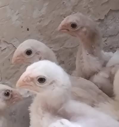 Parrot Beak Indian Chicks