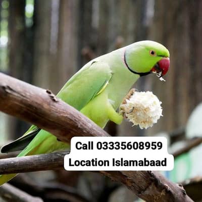 Semi Hand Tame Green Ring Neck Male Parrot