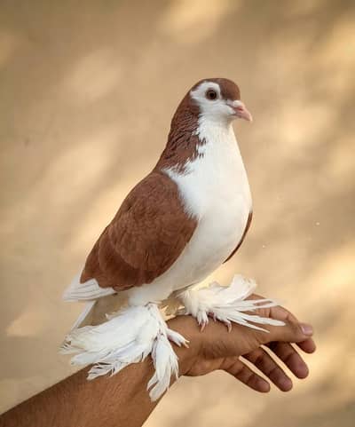 Sale offer Urgent selling my fancy pigeons