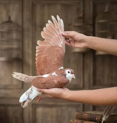 Sale offer Urgent selling my fancy pigeons