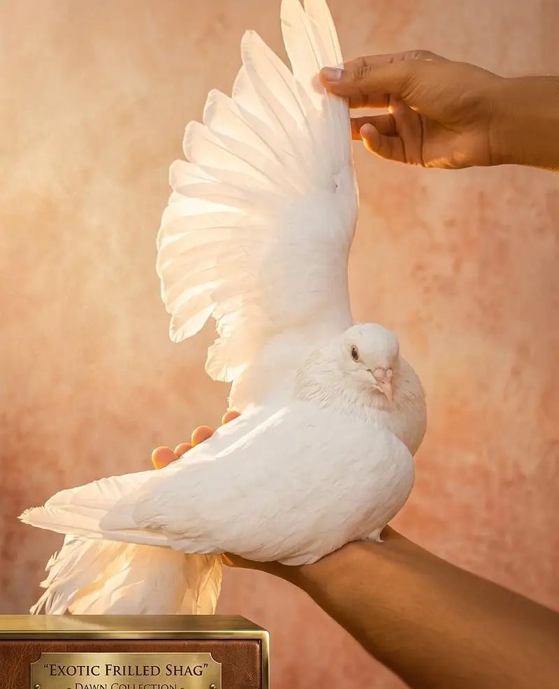 Sale offer Urgent selling my fancy pigeons — photo 3