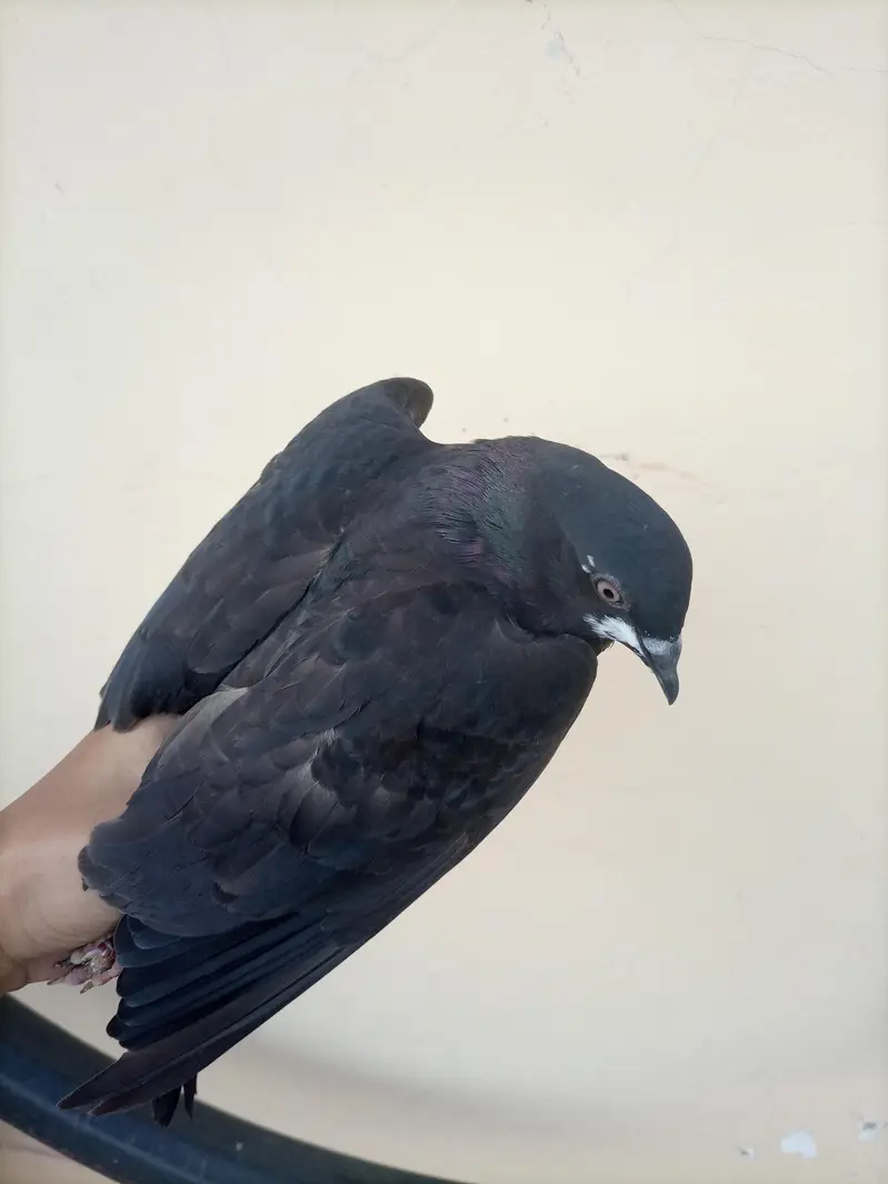 Sale offer Urgent selling my fancy pigeons — photo 9