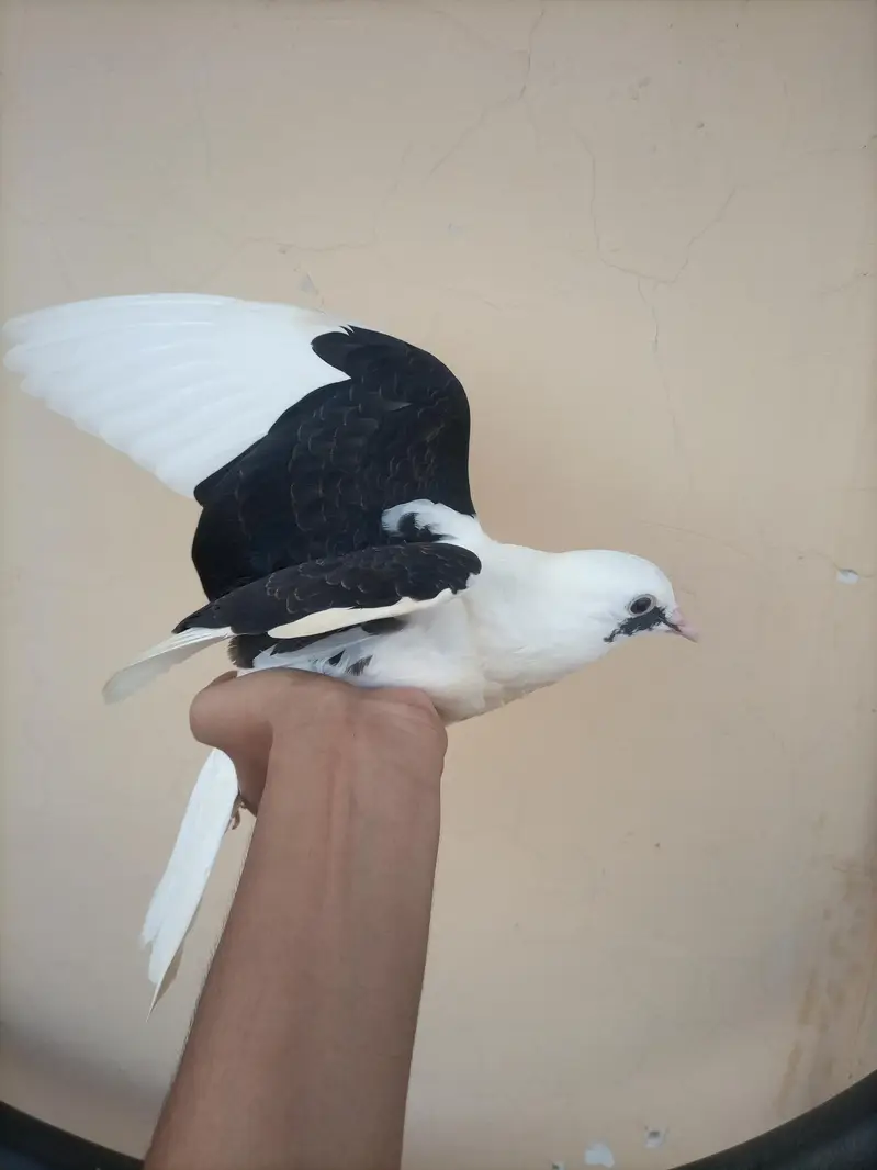 Sale offer Urgent selling my fancy pigeons — photo 10