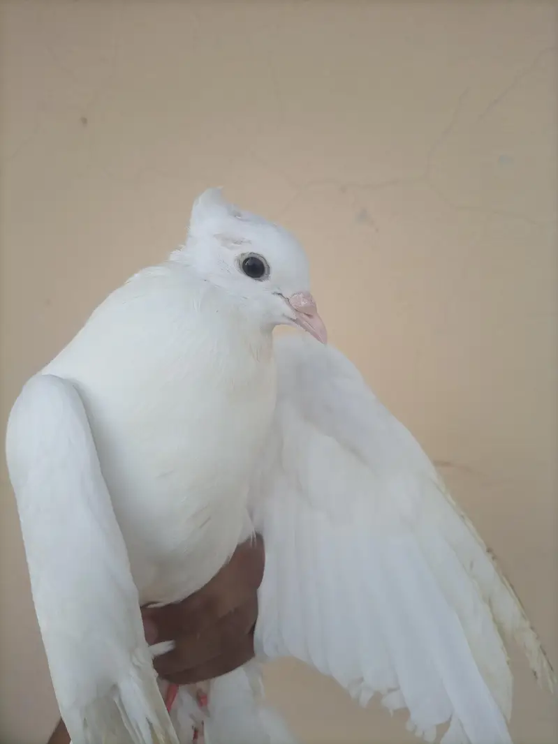 Sale offer Urgent selling my fancy pigeons — photo 11