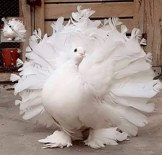 Sale offer Urgent selling my fancy pigeons — photo 12
