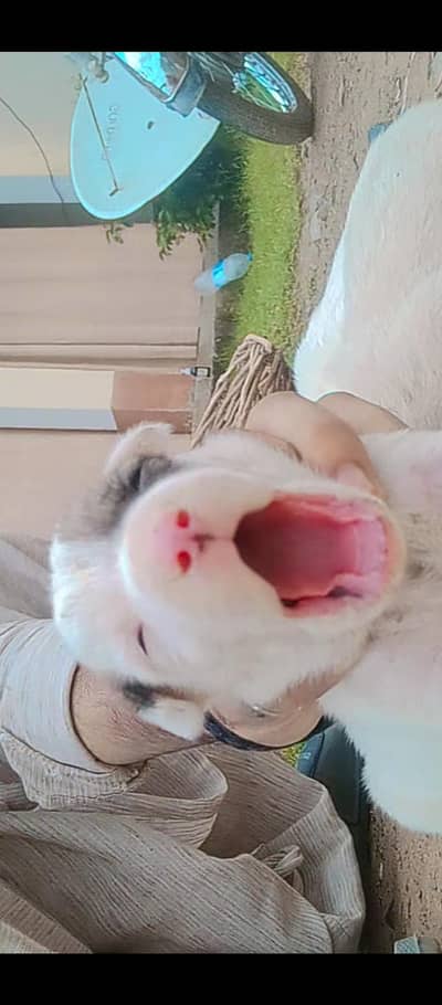 gultair + bully cross