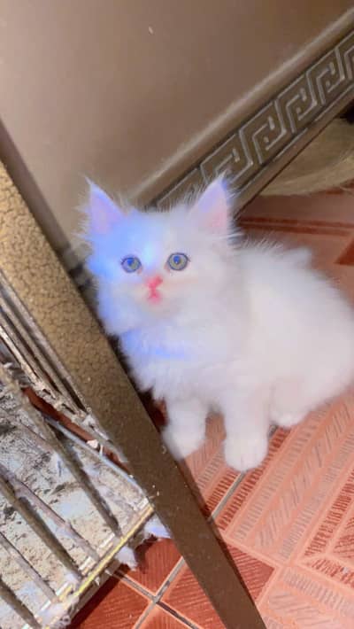 kitten white cute
