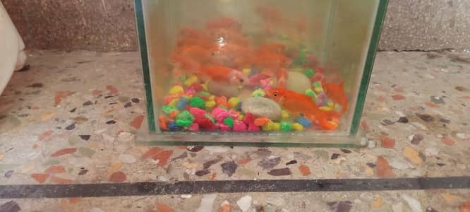 Rs 400 ka pair shipper king fishes available for sale