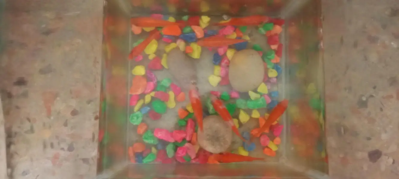 Rs 400 ka pair shipper king fishes available for sale — photo 6