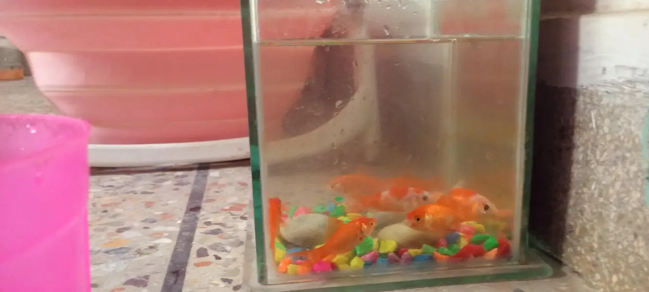 Rs 400 ka pair shipper king fishes available for sale — photo 7