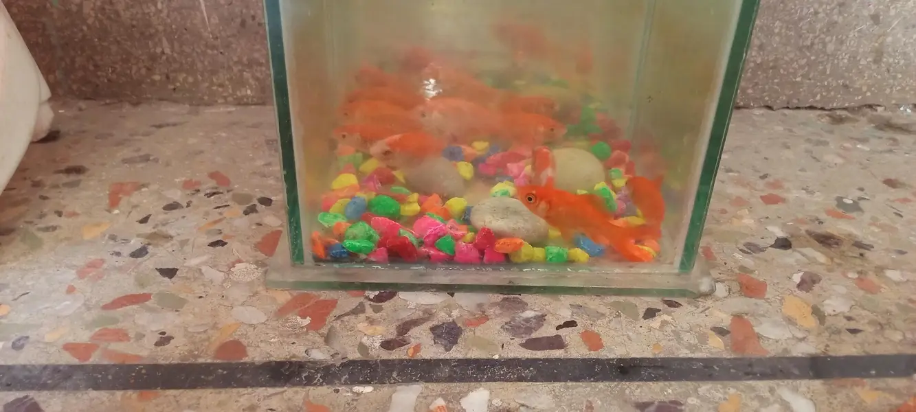 Rs 400 ka pair shipper king fishes available for sale — photo 8