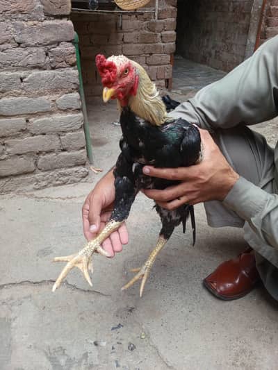 zia ur Rehman 0340.0915081 what's up