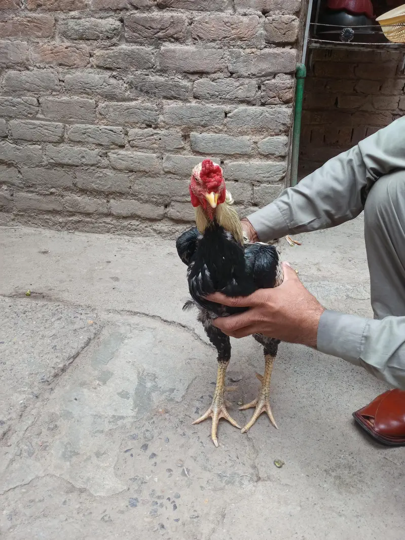 zia ur Rehman 0340.0915081 what's up — photo 3