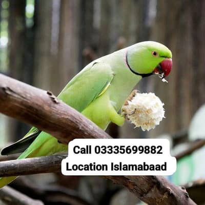 Semi Hand Tame Green Ring Neck Male Parrot