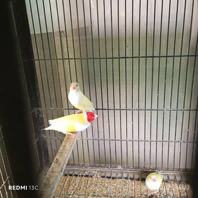 Red eyes gouldian 4 females 1 Male available