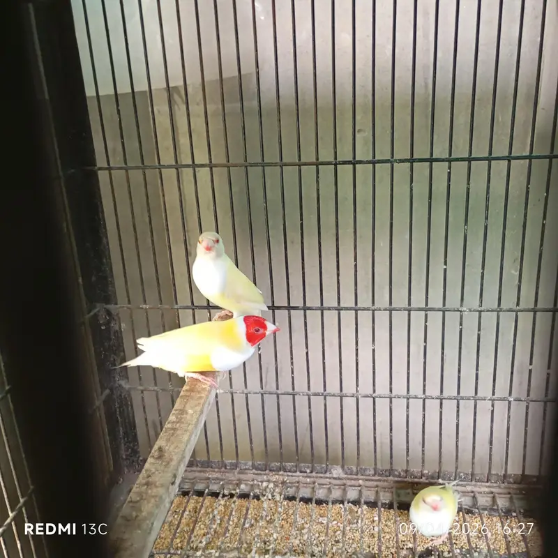 Red eyes gouldian 4 females 1 Male available