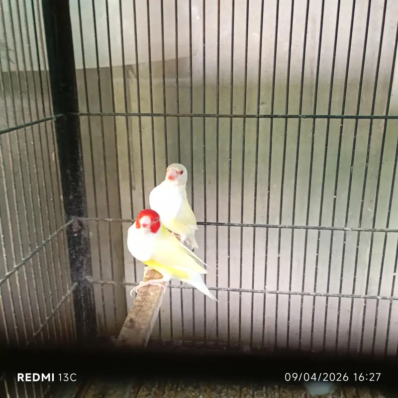 Red eyes gouldian 4 females 1 Male available — photo 2