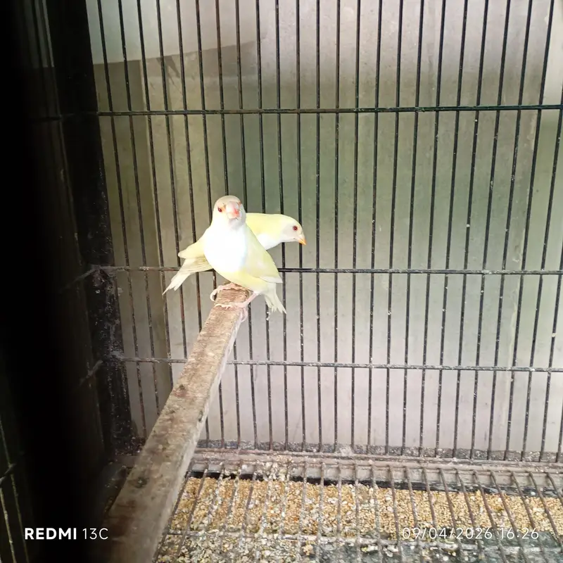 Red eyes gouldian 4 females 1 Male available — photo 3