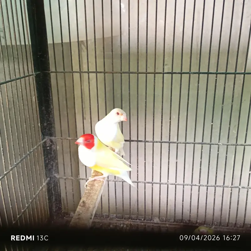 Red eyes gouldian 4 females 1 Male available — photo 4