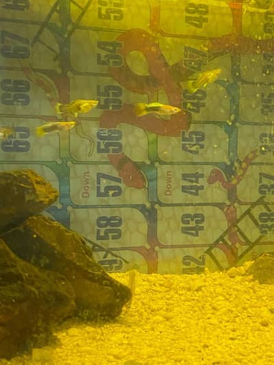 breeder guppies pairs best quality