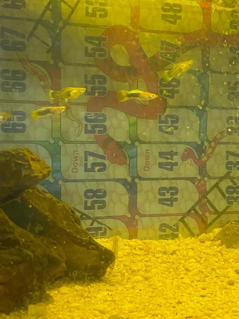 breeder guppies pairs best quality