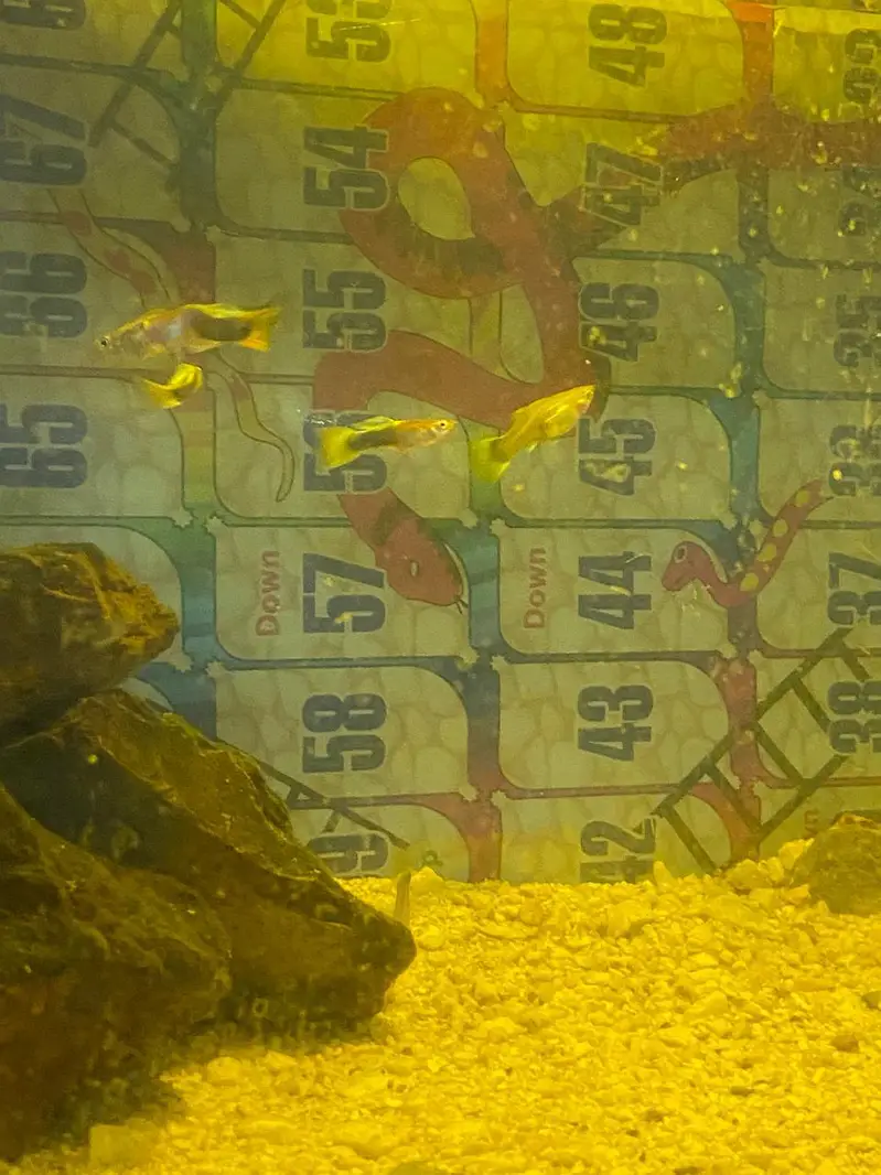 breeder guppies pairs best quality — photo 2