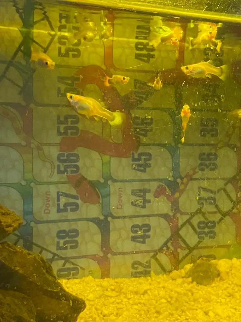 breeder guppies pairs best quality — photo 3