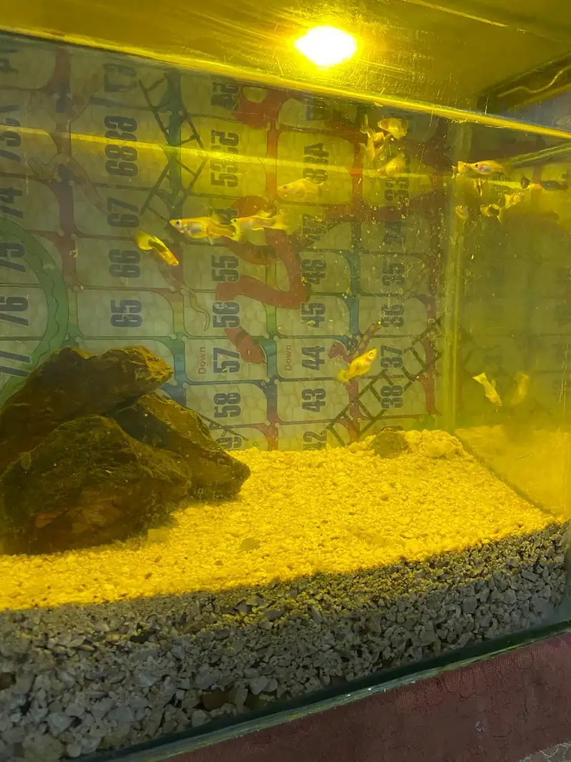 breeder guppies pairs best quality — photo 4