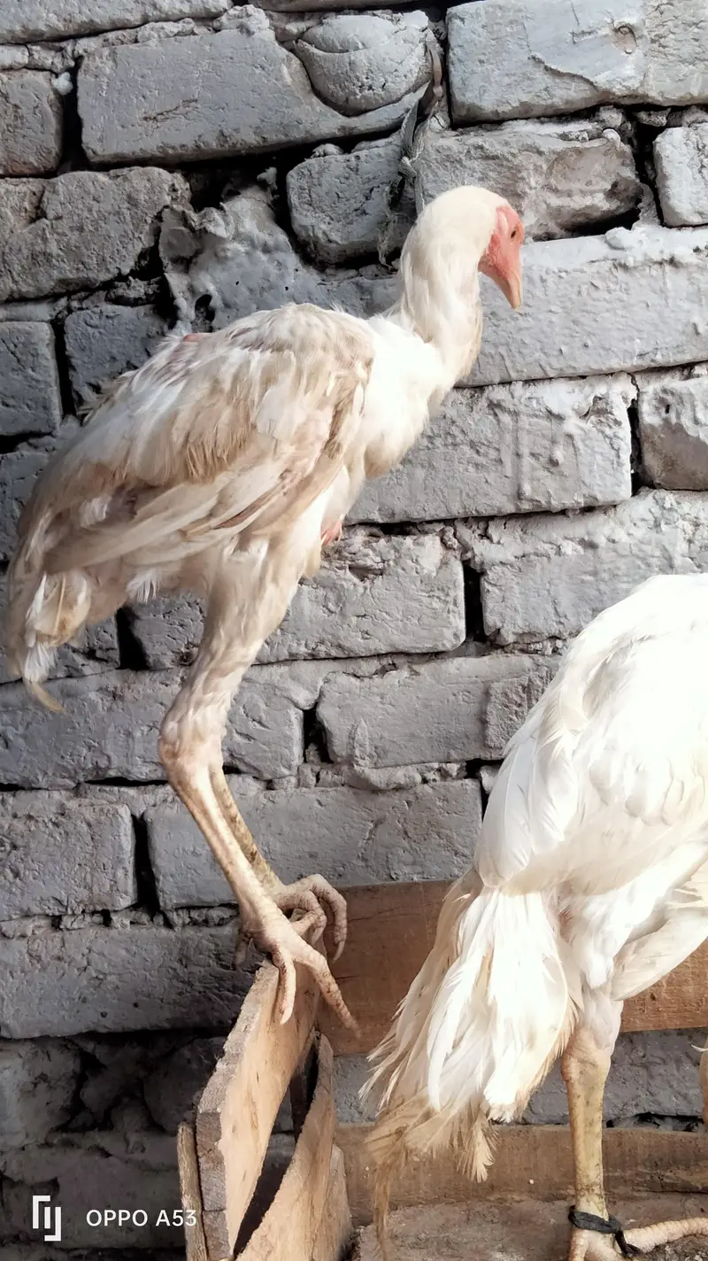 hseel heera — photo 3