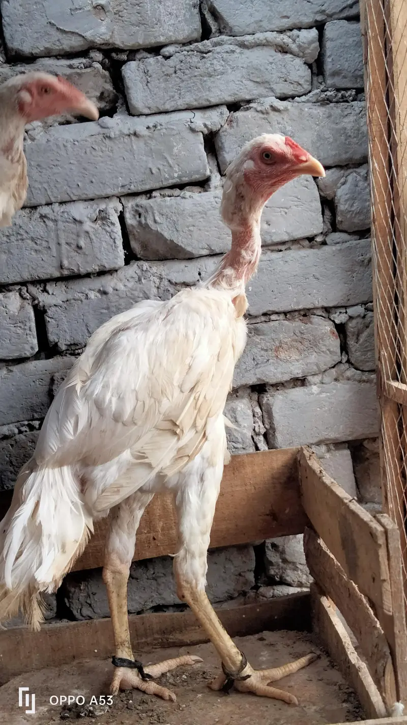 hseel heera — photo 4