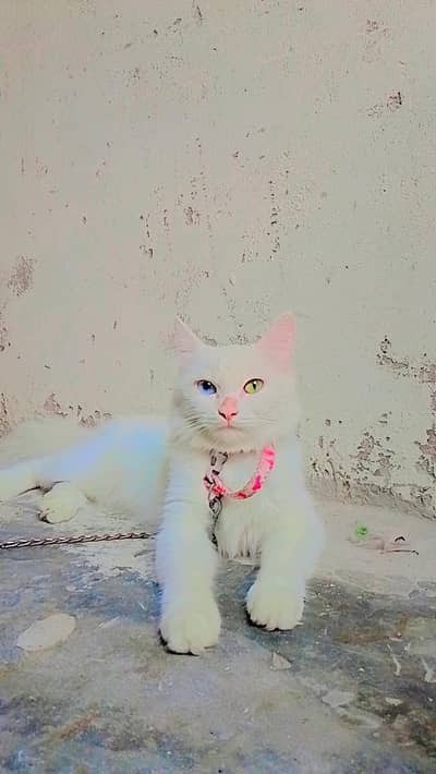 dubbalkoting rashian  cat