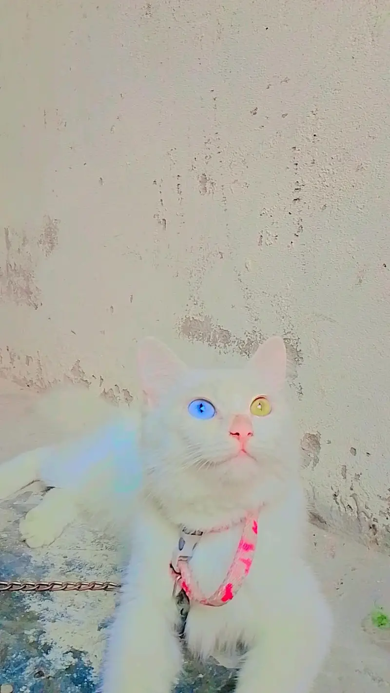 dubbalkoting rashian  cat — photo 2