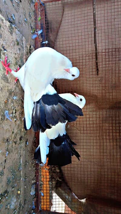 Breader Pair Available black tail high quality for sale