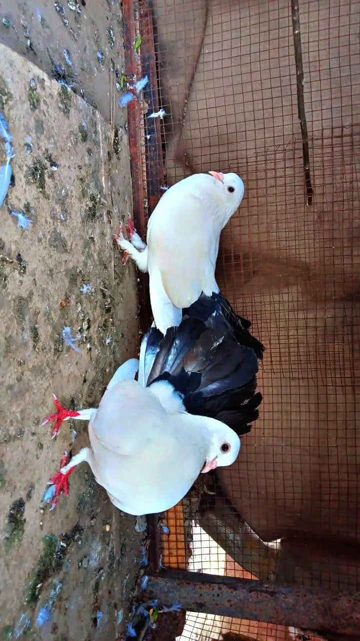 Breader Pair Available black tail high quality for sale — photo 2