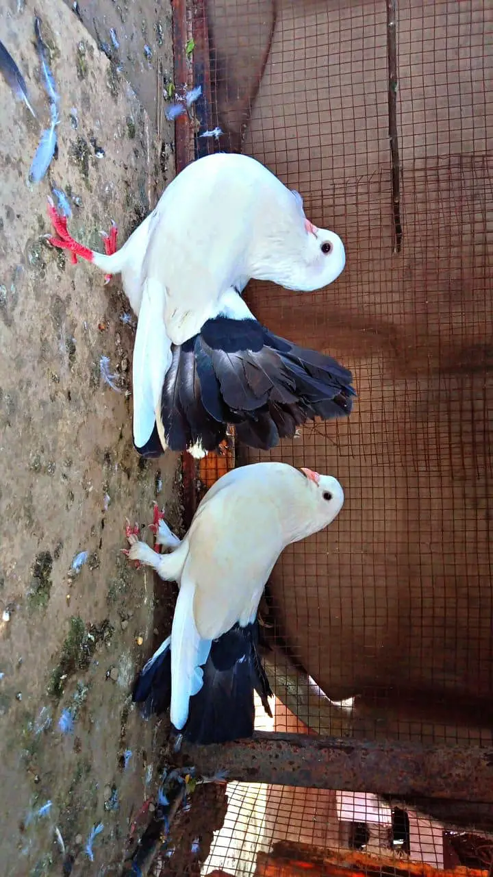 Breader Pair Available black tail high quality for sale — photo 3