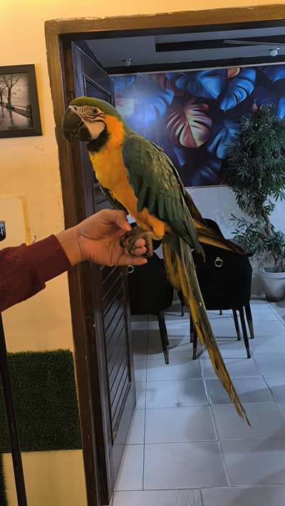 6-Month-Old Hand-Tamed Blue & Gold Macaw