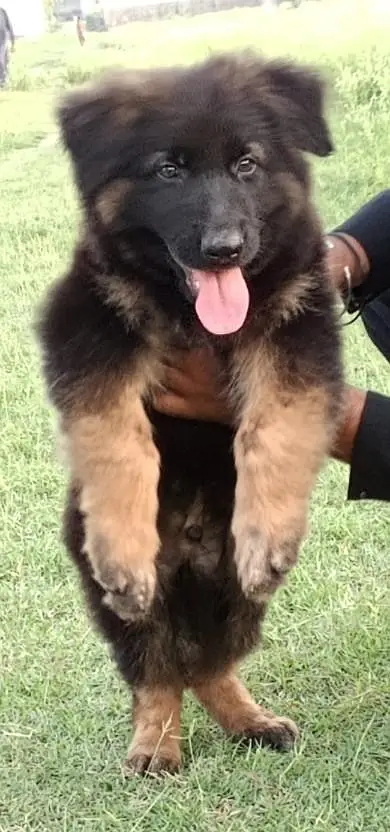 German Shepherd Puppy | Long Coat German Shepherd | GSD Long coat — photo 2