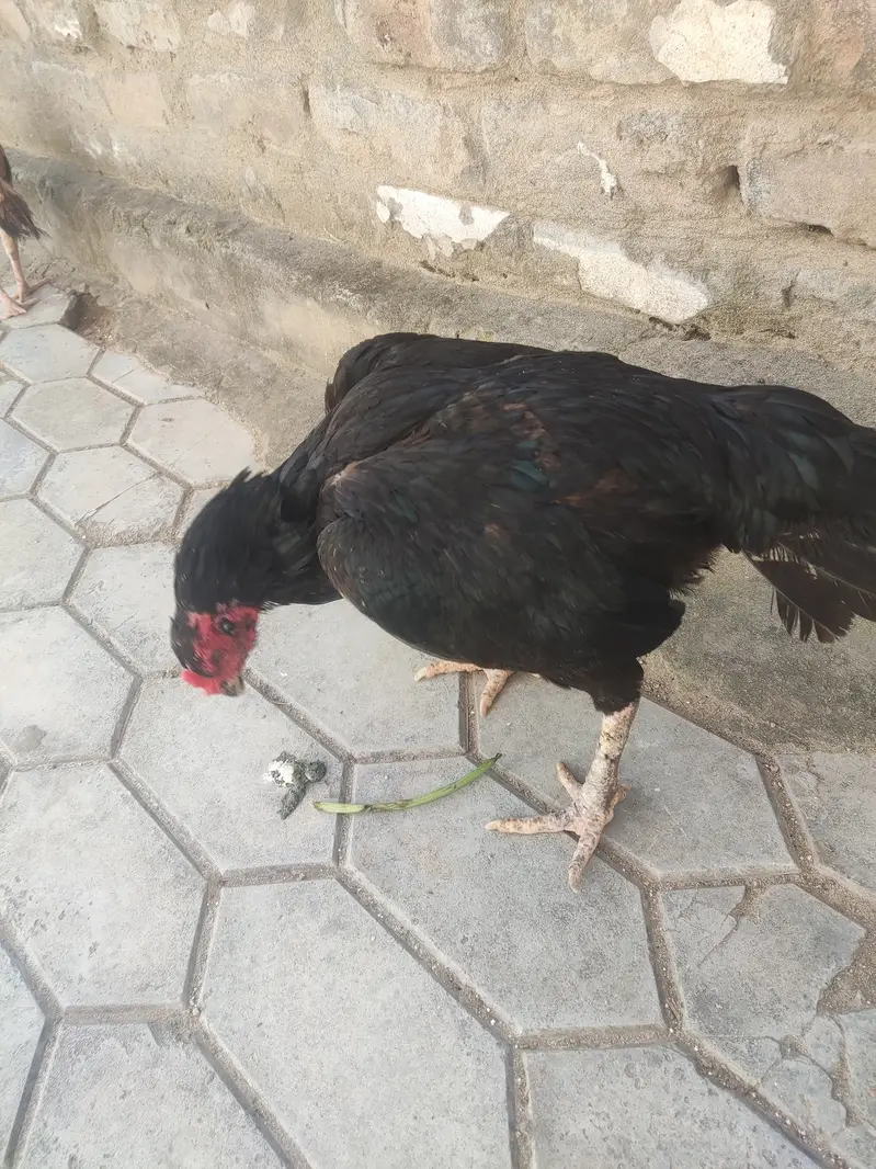 mirpur — photo 3