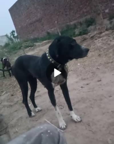 buli female dog