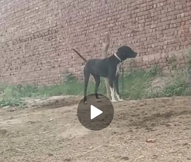buli female dog — photo 2