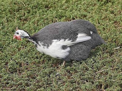 guinea fowl (گنی فاؤل)(Female) (hen) for sale