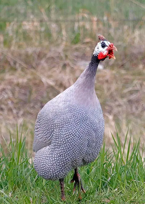guinea fowl (گنی فاؤل)(Female) (hen) for sale — photo 2
