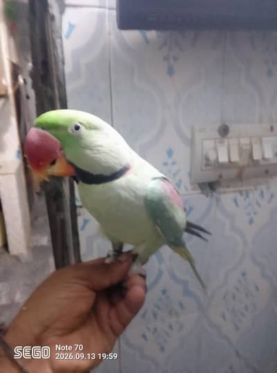 parrot
