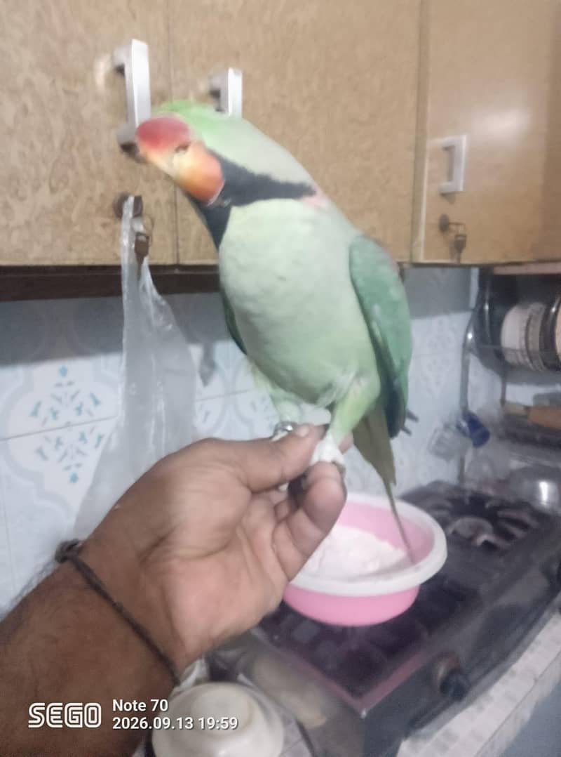 parrot 1
