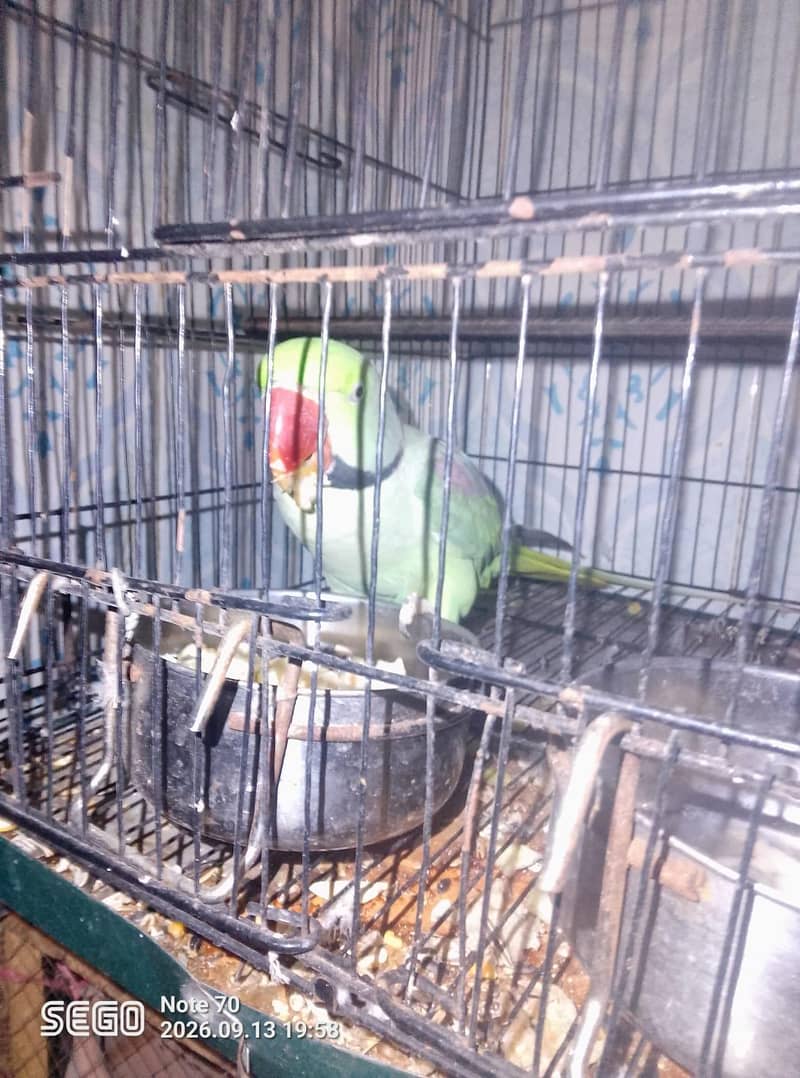 parrot 3