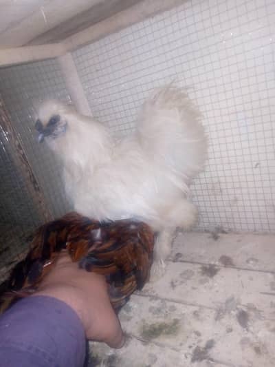 silkie  breeder female